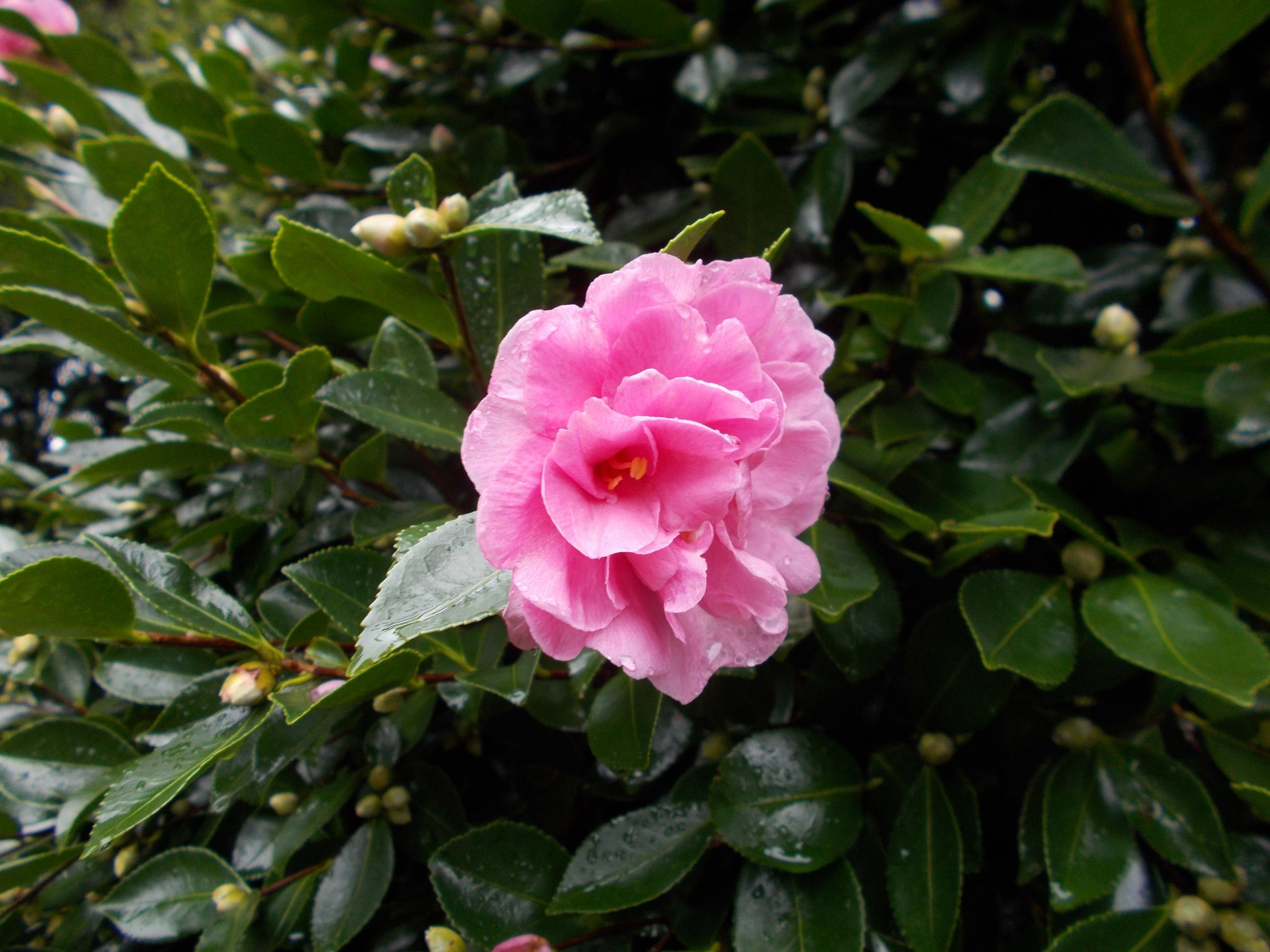 ツバキの花