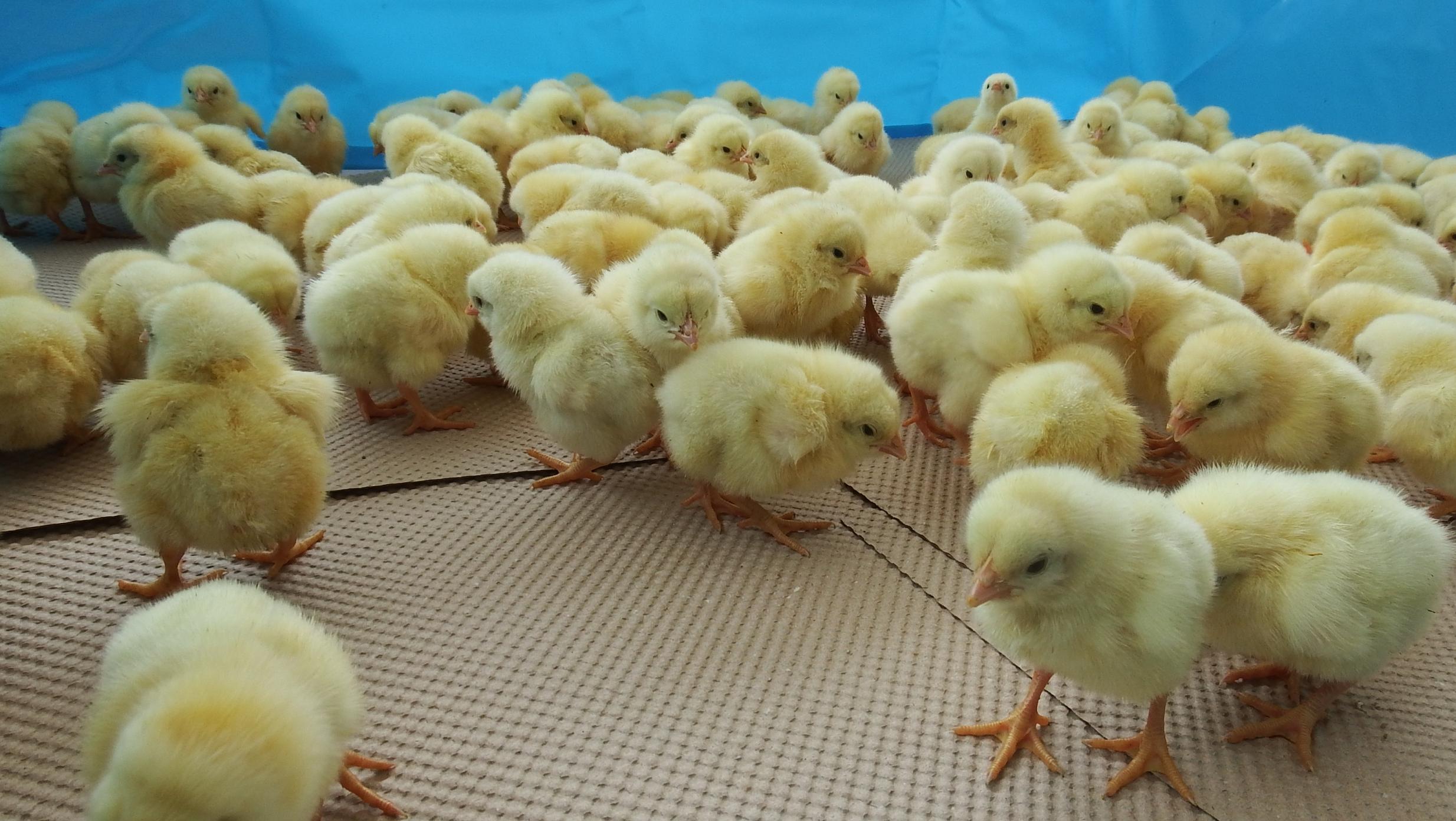 ひよこ写真1