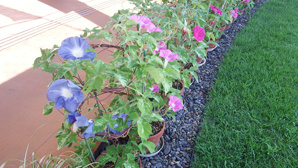 「あさがおまつり」開催中 「あさがおまつり」開催中