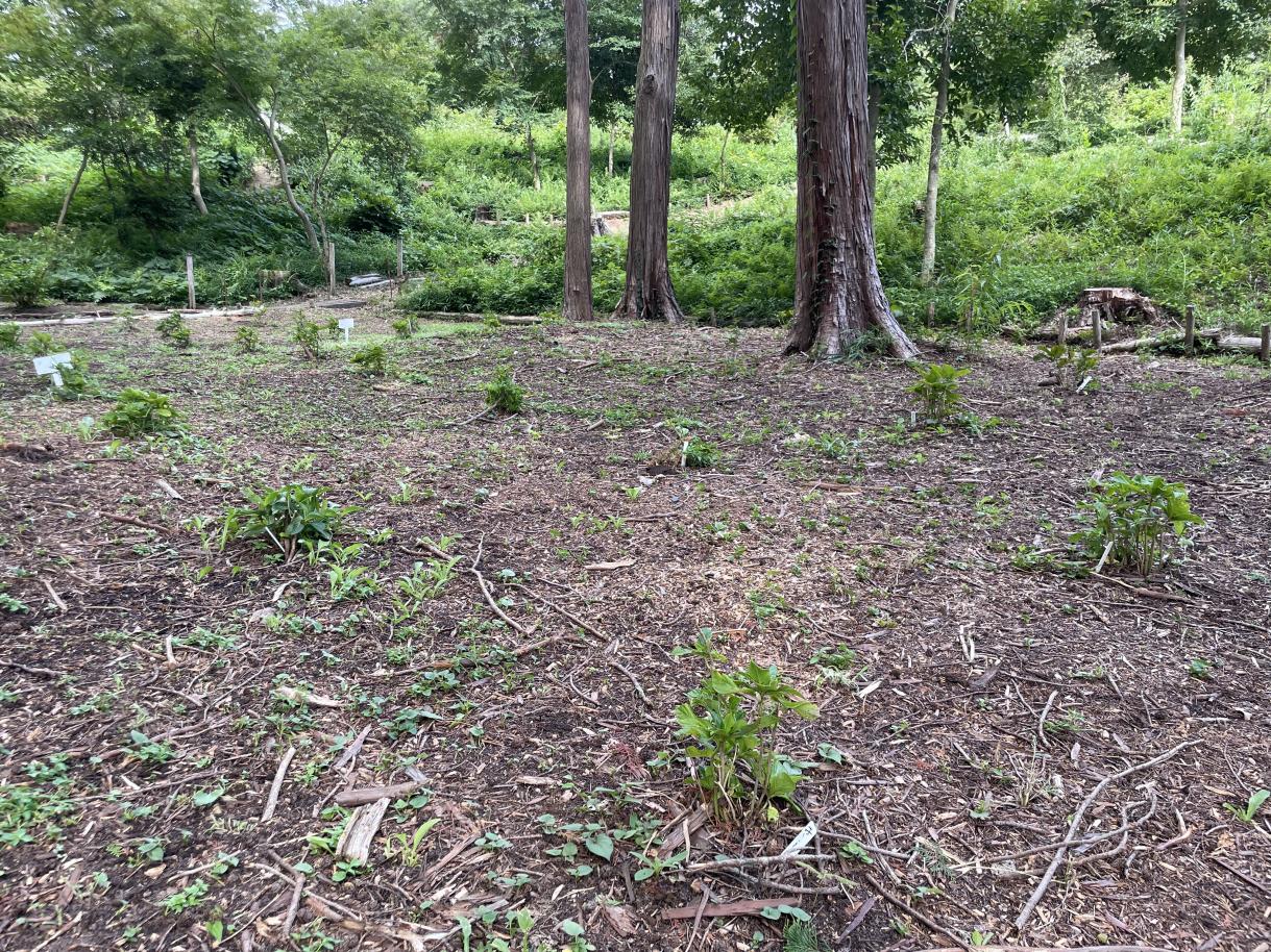 あじさい植栽