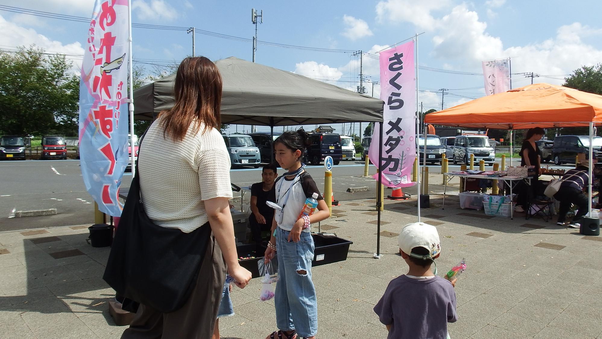 さくらメダカ写真