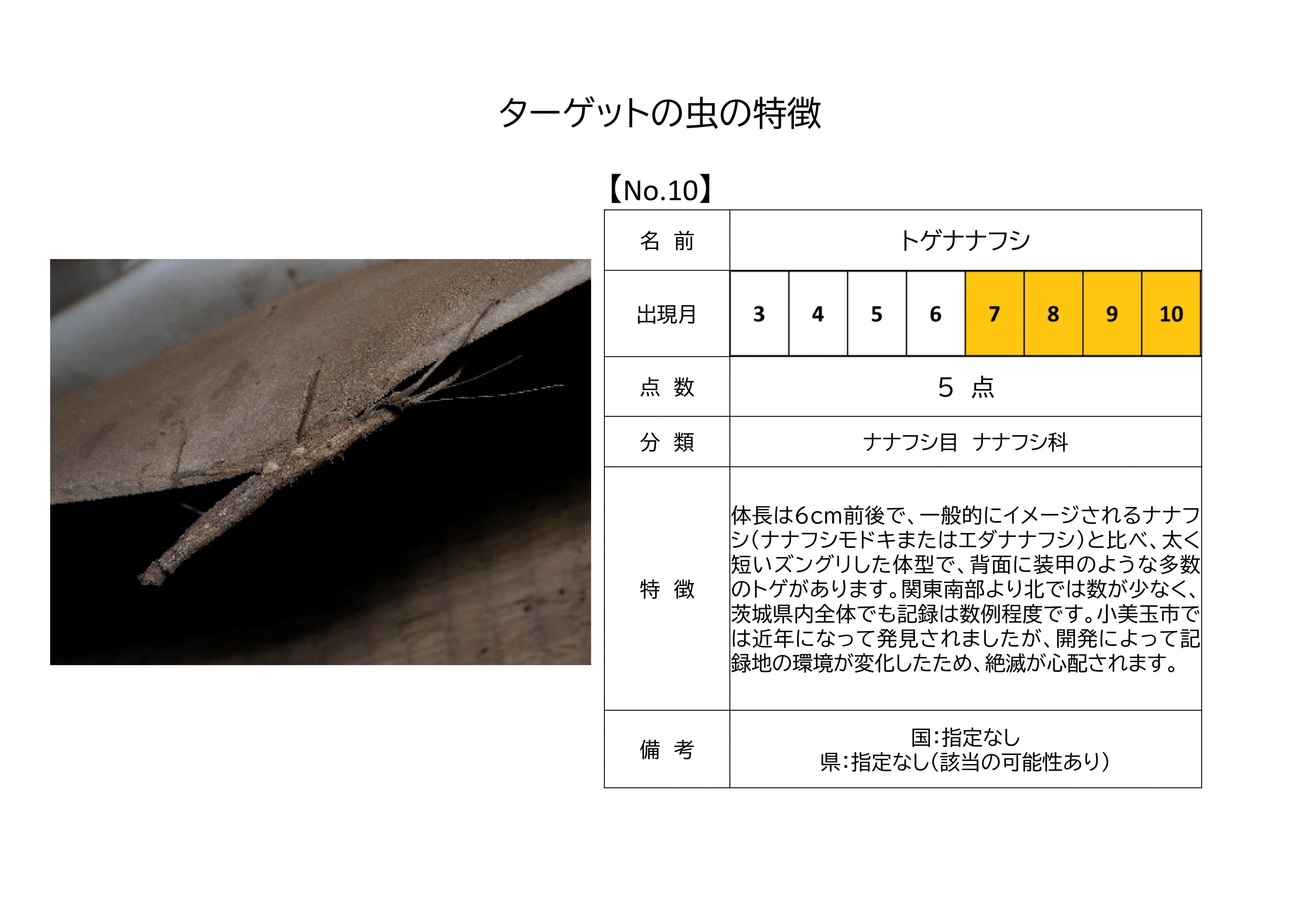 10.トゲナナフシ