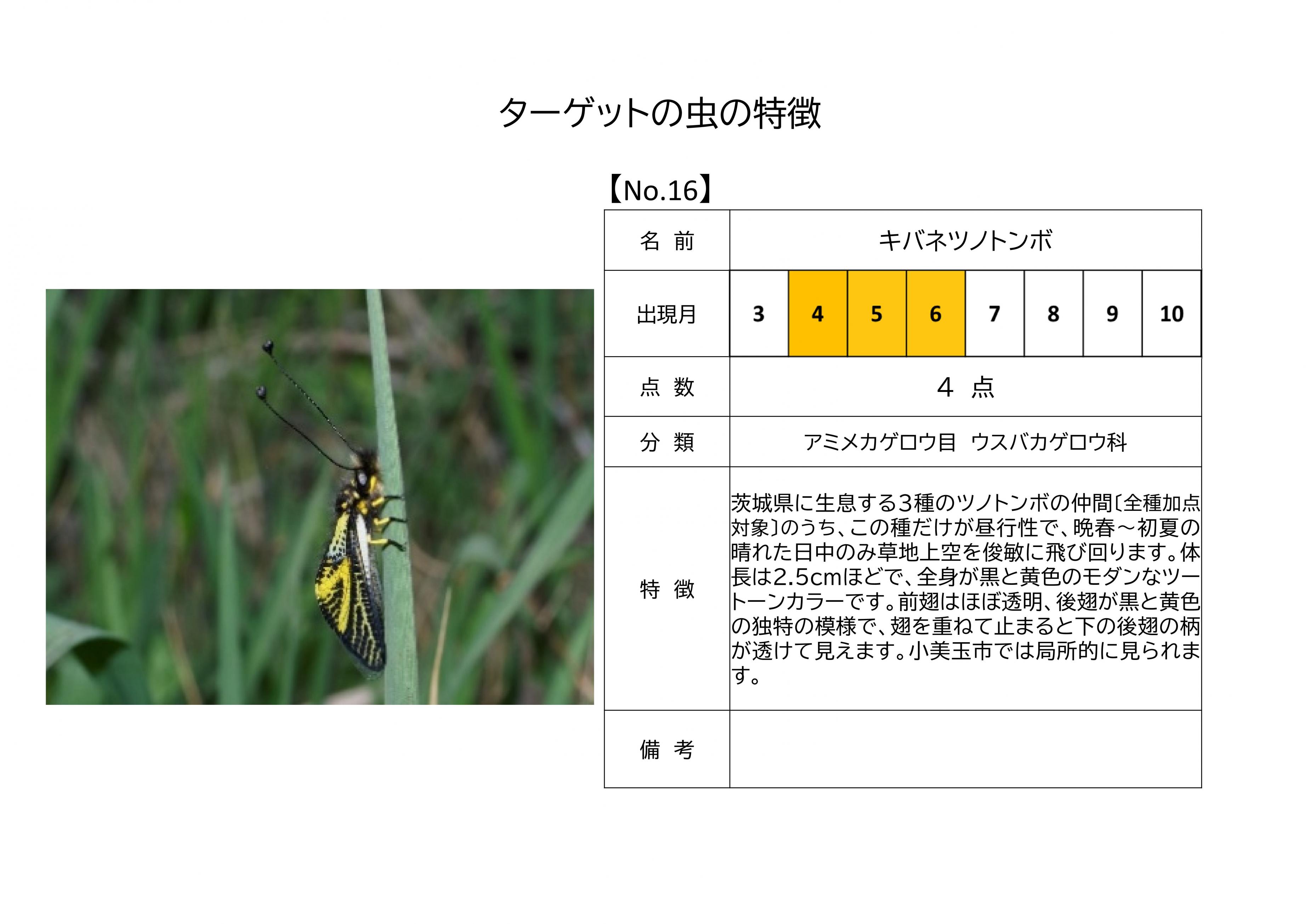 16.キバネツノトンボ