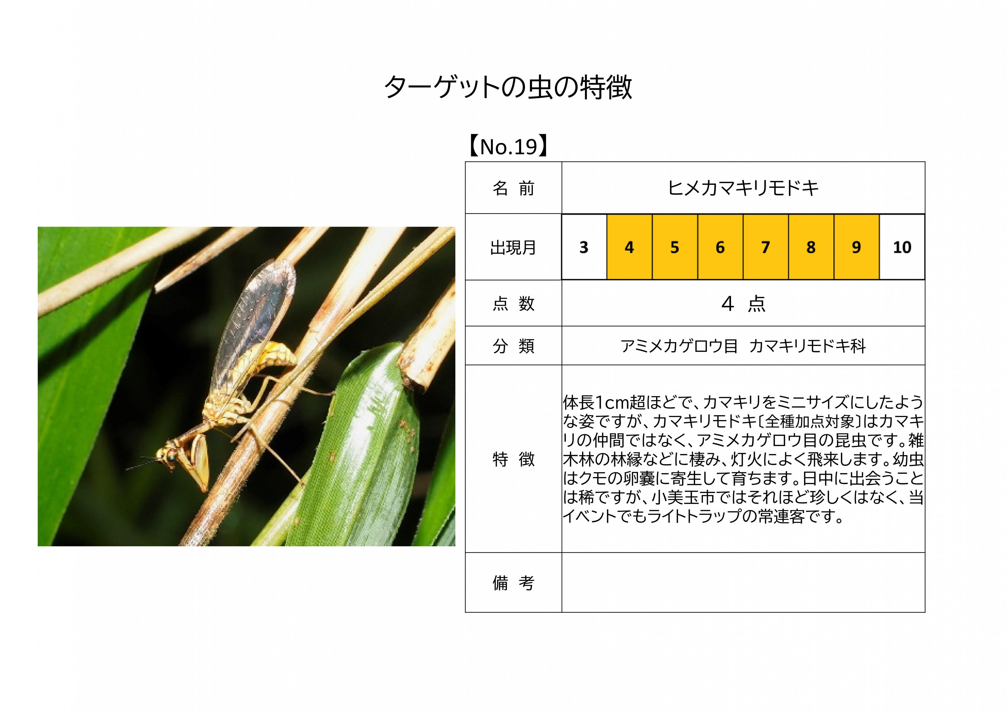 19.ヒメカマキリモドキ