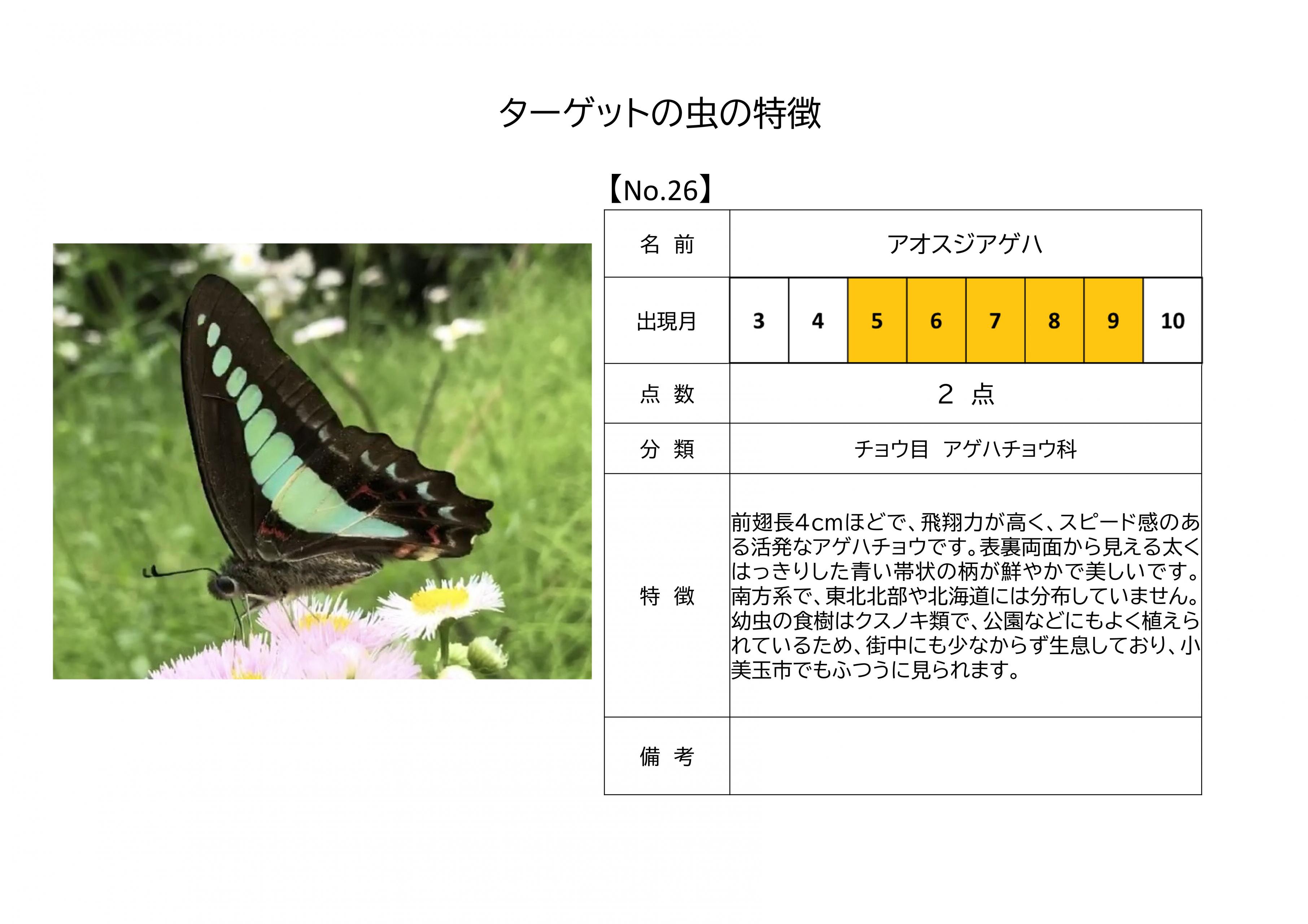 26.アオスジアゲハ