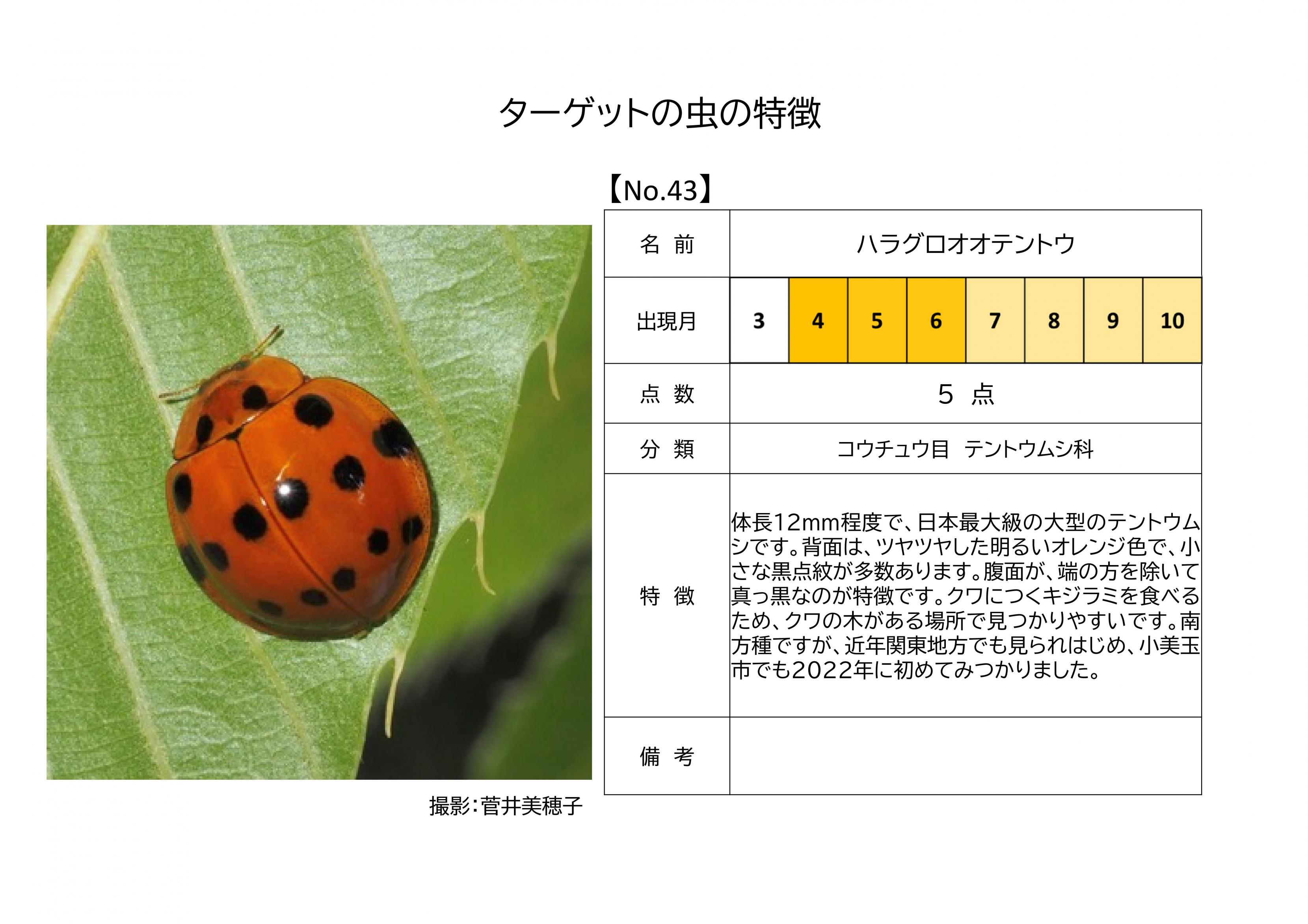 43.ハラグロオオテントウ