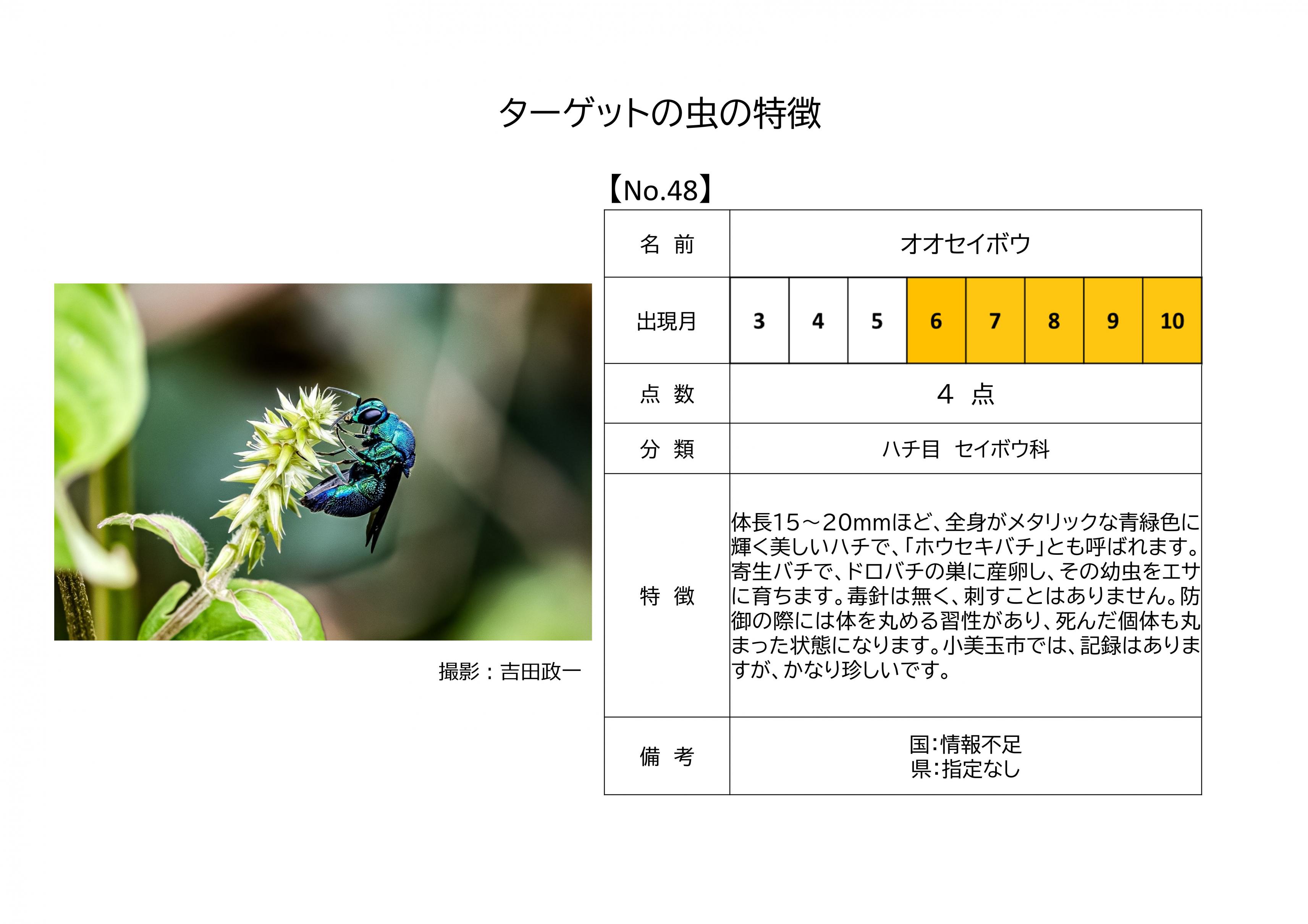 48.オオセイボウ