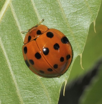 ハラグロオオテントウ ハラグロオオテントウ