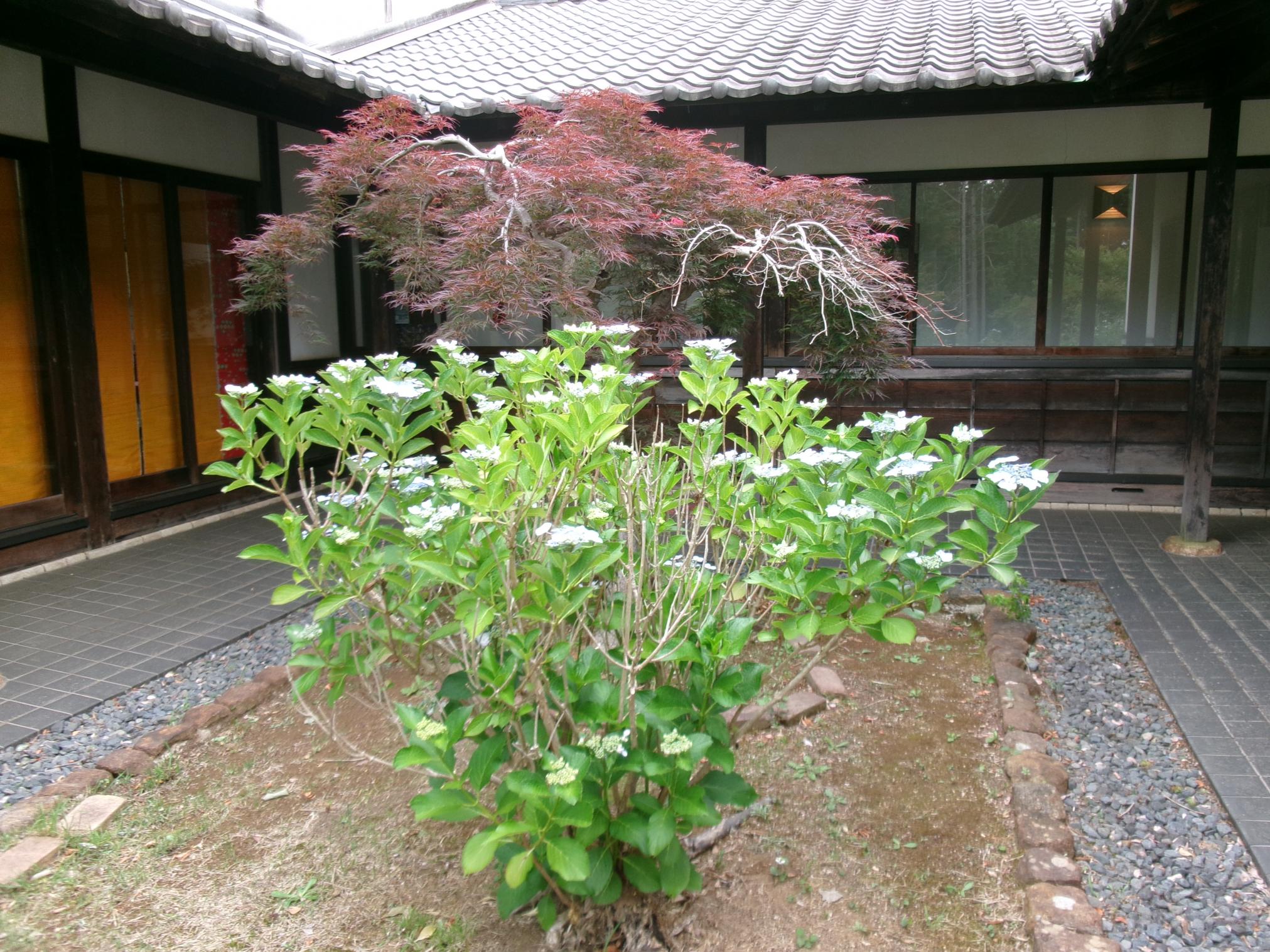 あじさい芝生広場2