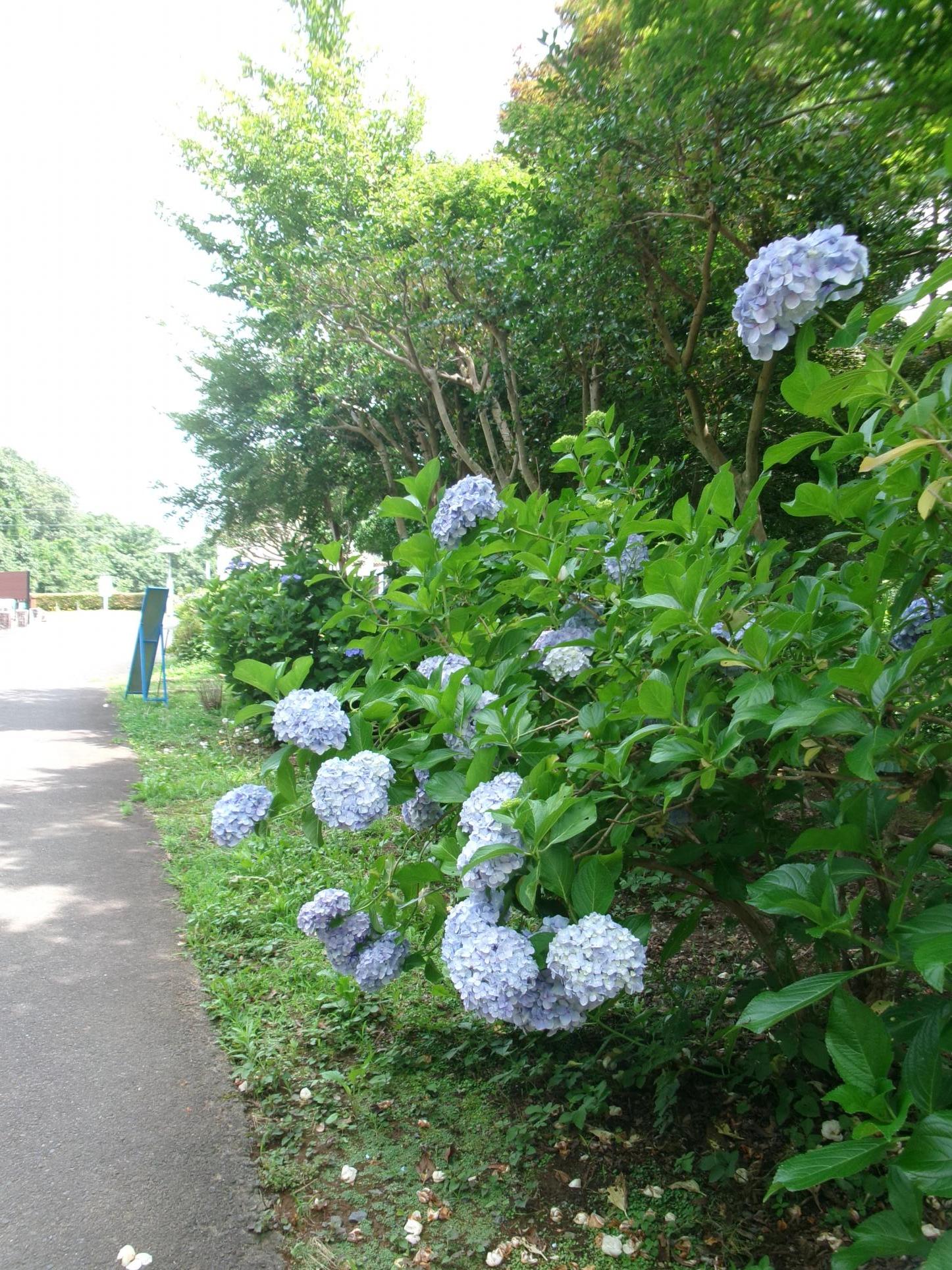 あじさいろーど4