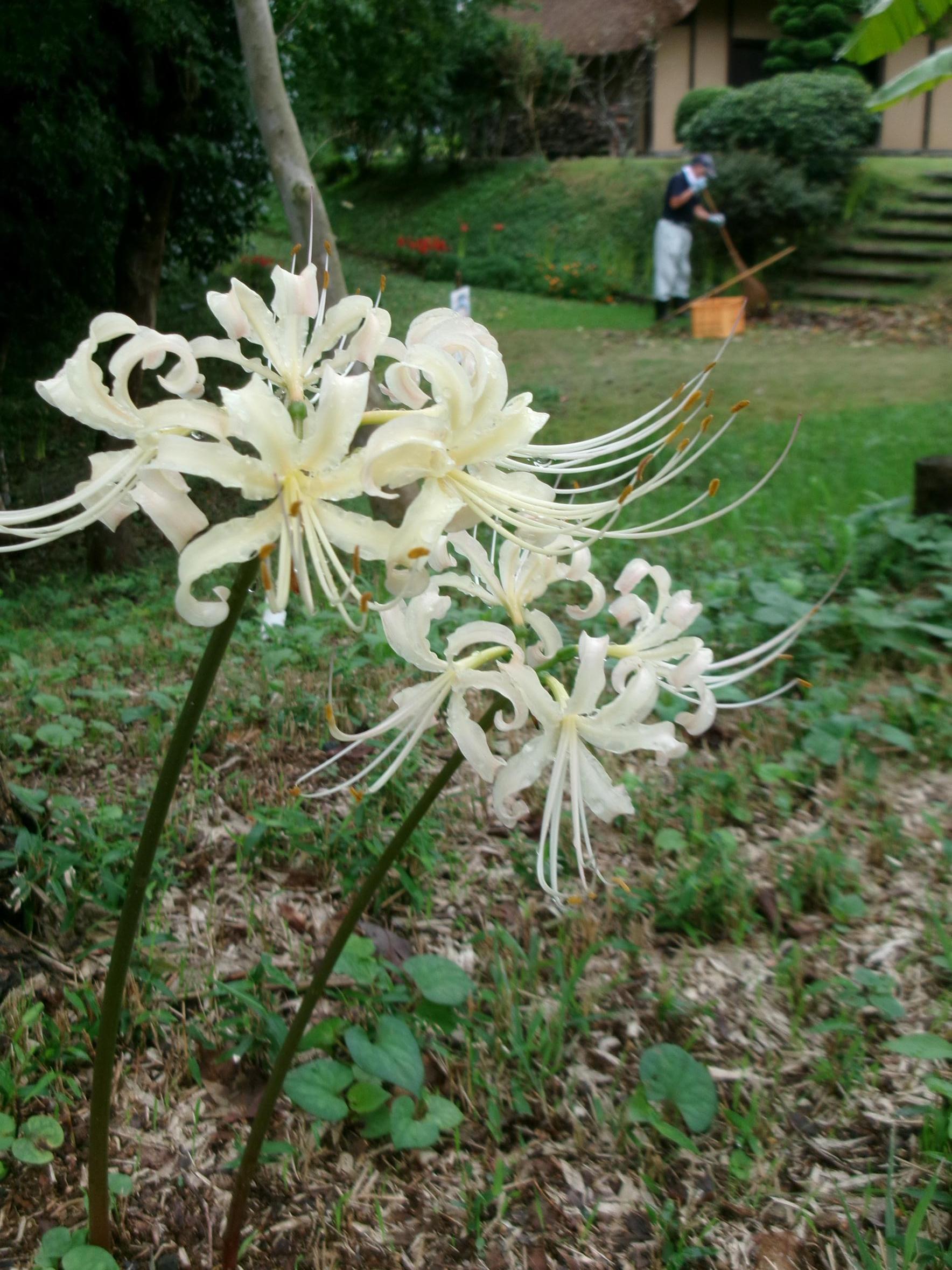 彼岸花3 彼岸花3
